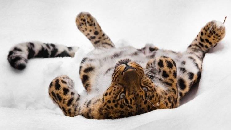 Ветеринар в Челябинске спас трехдневного детеныша леопарда