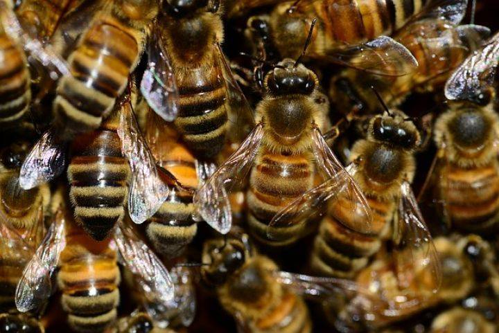 «Всё было усыпано мёртвыми пчёлами – страшное зрелище!» - Новости Воронежа