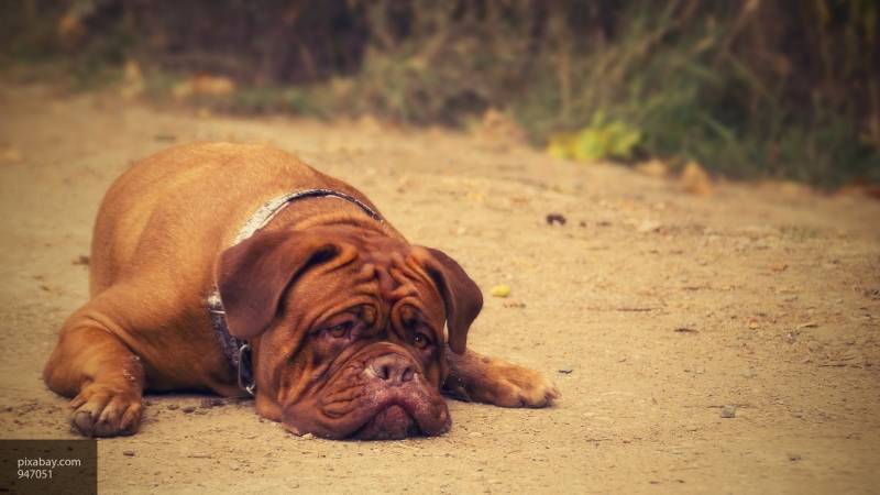 Комитет Госдумы не согласен с увеличением списка опасных пород собак