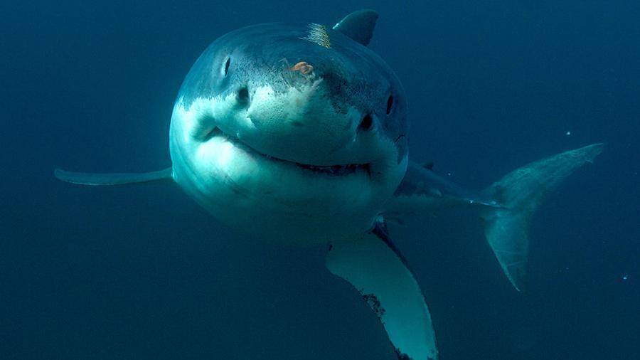 Видео смертельного боя двух белых акул поразило сеть