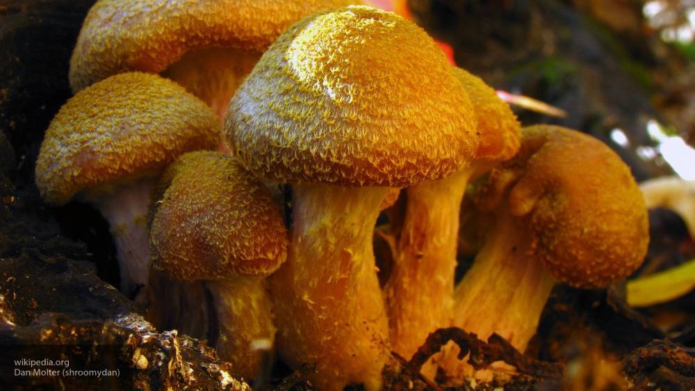 Специалисты перечислили опасные грибы, которые похожи на съедобные