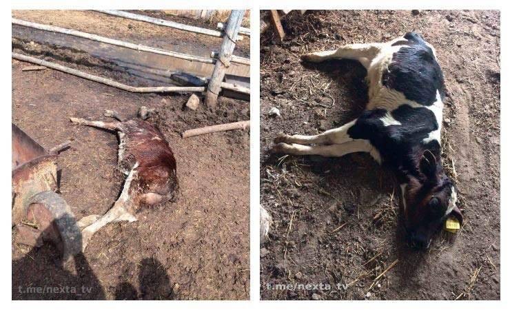 Милиция провела проверку и опровергает массовую гибель коров на ферме в Жлобинском районе