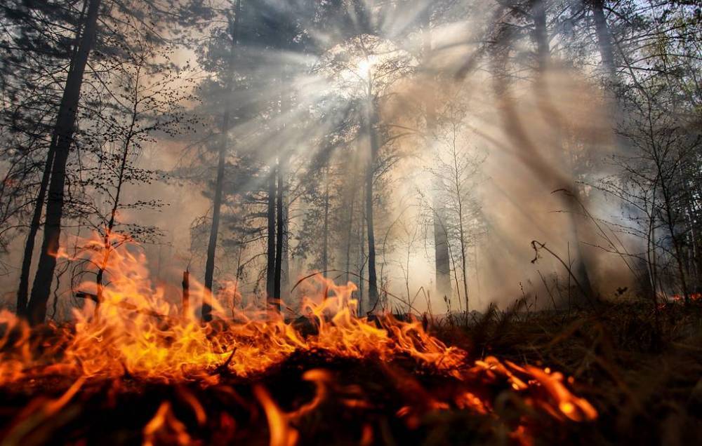 В Иркутской области ввели режим ЧС из-за лесных пожаров