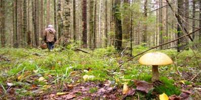 В Орловской области зарегистрирован первый случай отравления грибами