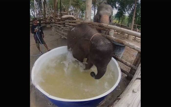 "А он умеет дурачиться": видео о смешном слонике в "бассейне" набирает миллионы просмотров