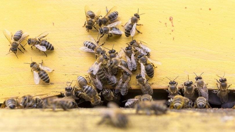 Минсельхоз Башкирии предложил ряд мер после массовой гибели пчел
