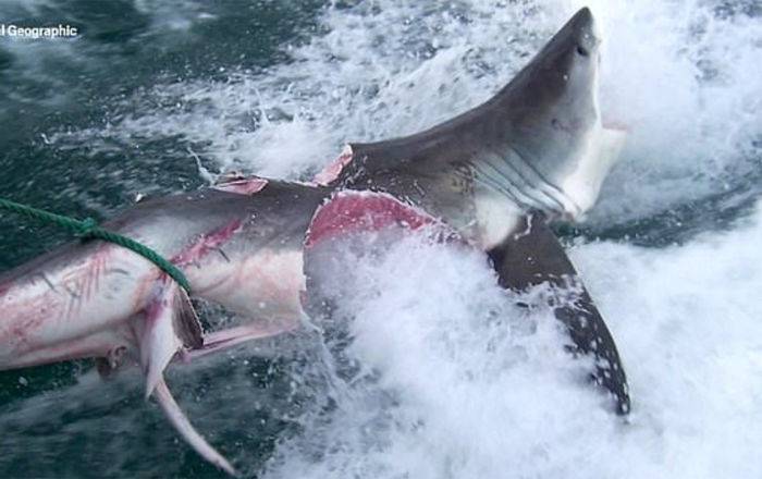 Битва каннибалов - на видео попала смертельная схватка двух акул-людоедов