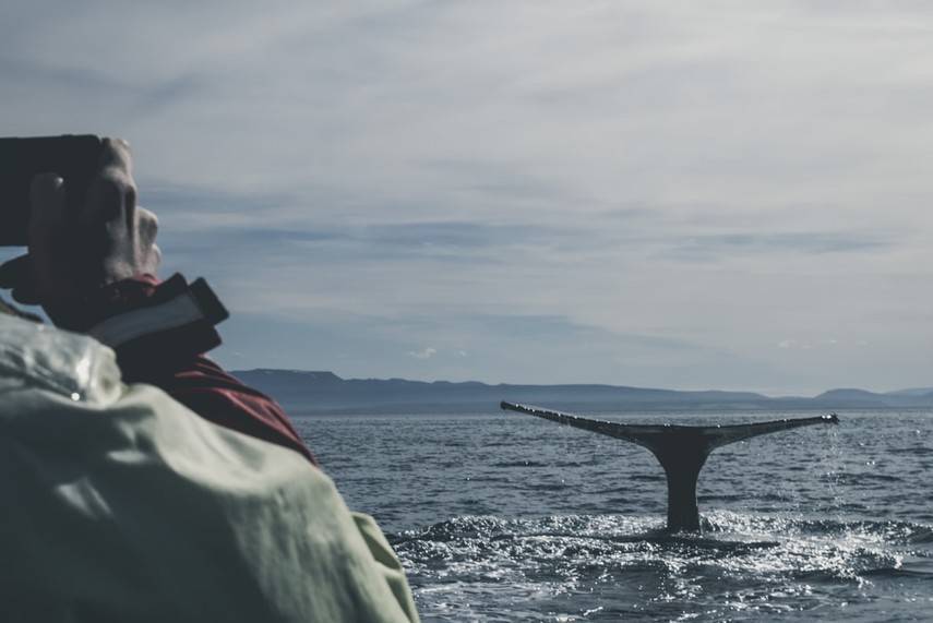 В Шотландии появился маршрут для наблюдения за китами