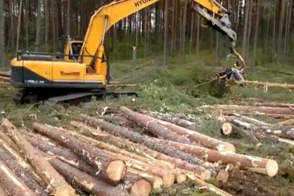 Главу красноярской Счетной палаты, сообщившую о хищении леса, отправили в отставку