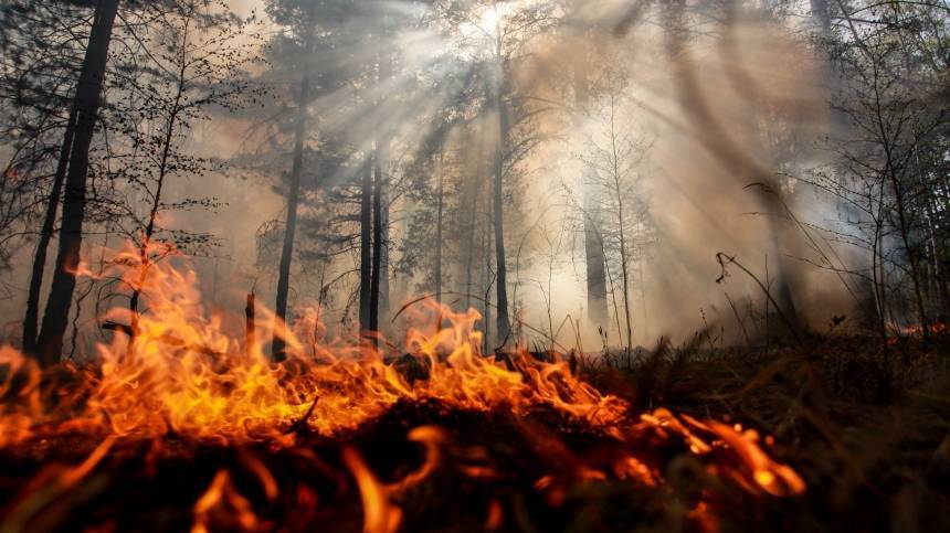 В курортном районе Турции горит лес — видео | Новости | Пятый канал