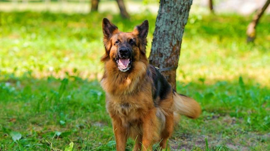 Перечень опасных пород собак в России могут дополнить