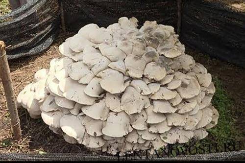 Житель Китая нашел монструозное скопление грибов