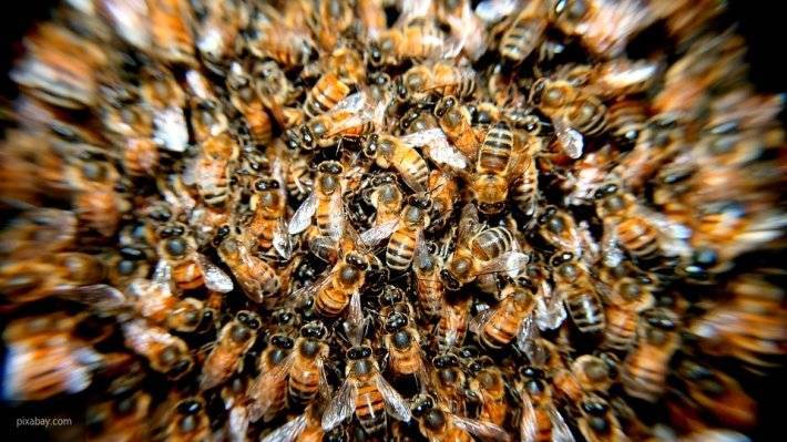 Эксперты озвучили причину массовой гибели пчел в Удмуртии