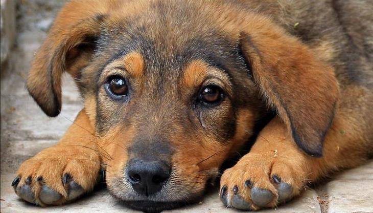 В Жирятине чиновников обвинили в нежелании отлавливать бродячих собак