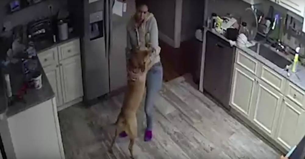 Скрытая камера сняла, как девушка проводит свой день с собакой