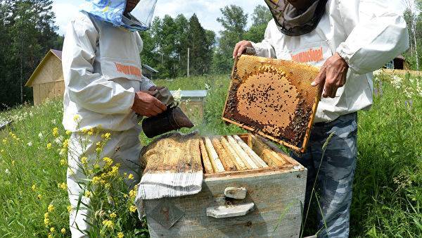 Россельхознадзор рассказал о причинах массовой гибели пчел — Информационное Агентство "365 дней"
