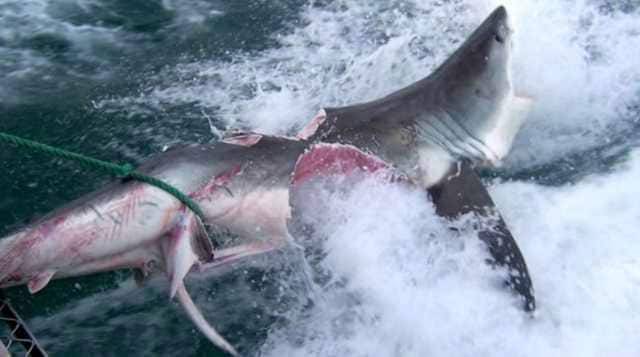 Смертельная схватка белых акул попала на видео