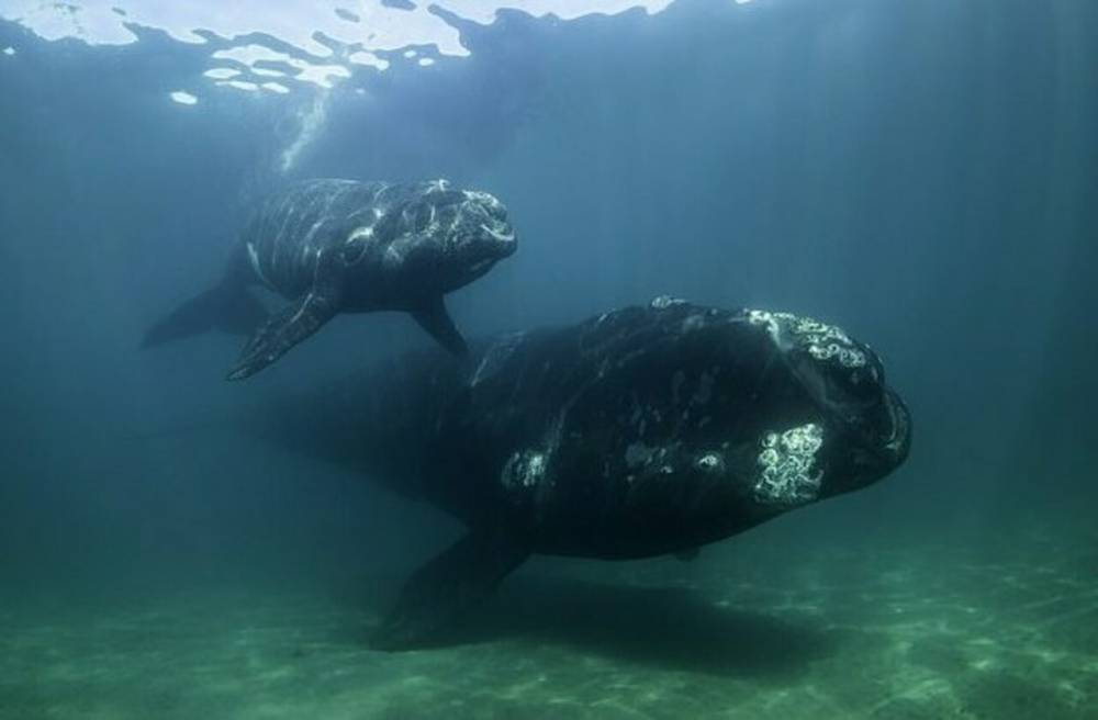 Ученые выяснили, что киты способны шептаться друг с другом