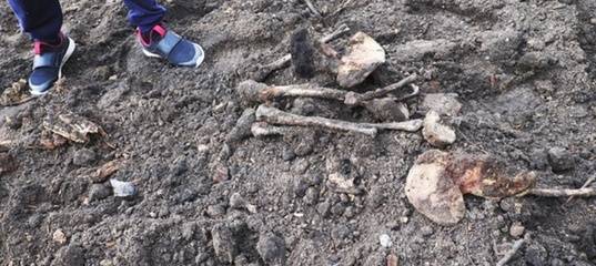 Три мешка костей: жители Тюменской области нашли массовое захоронение - фото