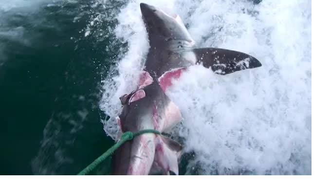 В Сети опубликовали видео смертельной битвы двух огромных акул-людоедов