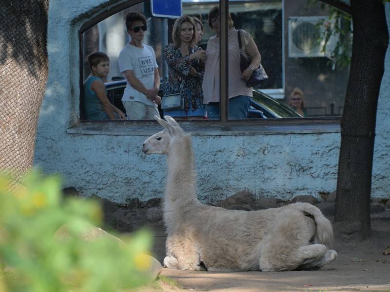 Россельхознадзор проследит за животными в зоопарках и цирках