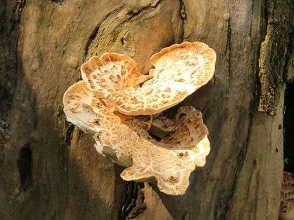 Трое жителей Башкирии отравились грибами