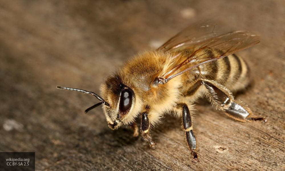 Россельхознадзор поделился данными о предотвращении вымирания пчел
