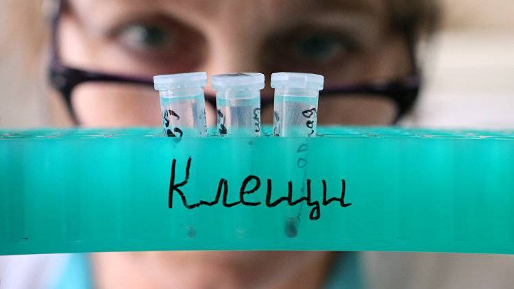 В Крыму 11 человек заразились болезнью Лайма после укусов клещей
