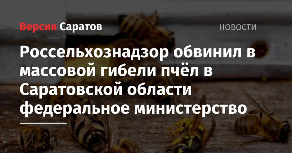 Россельхознадзор обвинил в массовой гибели пчёл в Саратовской области федеральное министерство