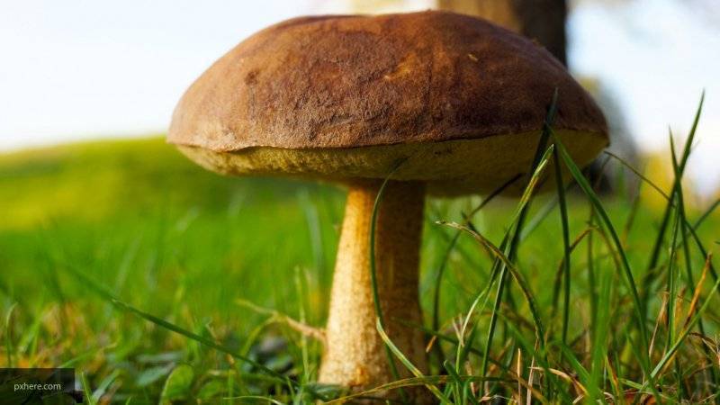 Специалисты Роспотребнадзора рассказали, как не отравиться покупными грибами