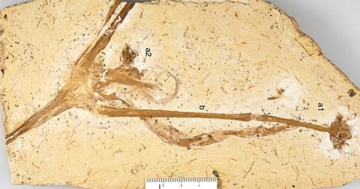 В коллекции музея обнаружили остатки древней лилии возрастом 113 млн лет