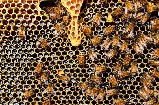 Россельхознадзор назвал причину массовой гибели пчёл в стране