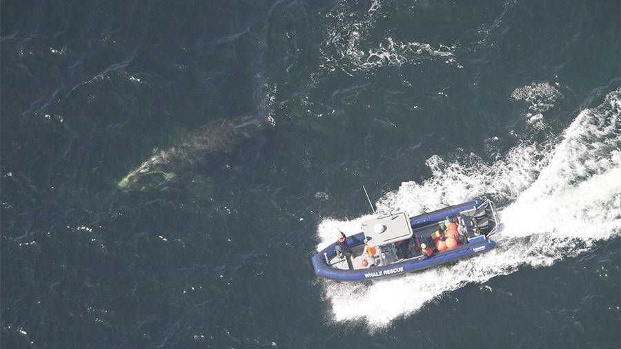 В Канаде спасли запутавшегося в сетях полярного кита