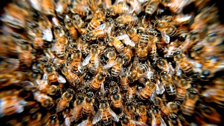 Россельхознадзор возложил ответственность за гибель пчел на Минэкономразвития