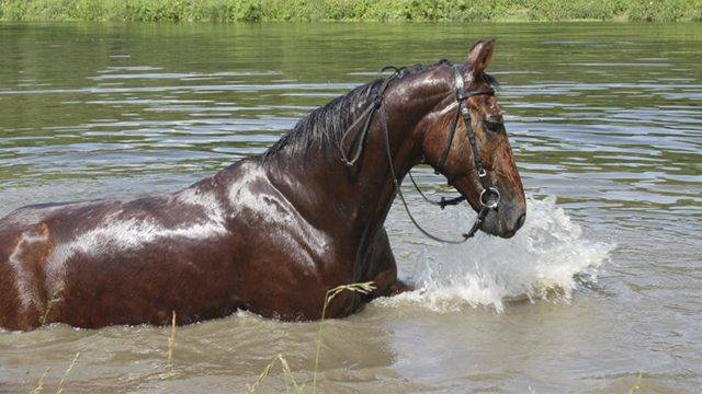 Форсировал реку на лошади: Под Уфой утонул молодой человек | РИА «7 новостей»