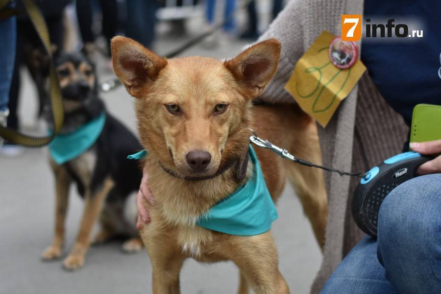 Около 40 псов участвовали в выставке бездомных собак в Рязани | РИА «7 новостей»