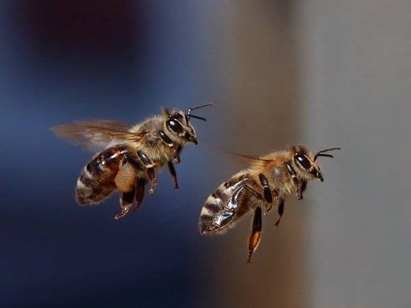 Россельхознадзор обвинил в массовой гибели пчел Минэкономразвития