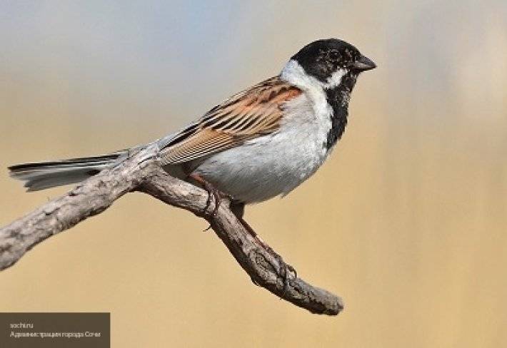 Ученые обнаружили птицу, жившую 99 миллионов лет назад