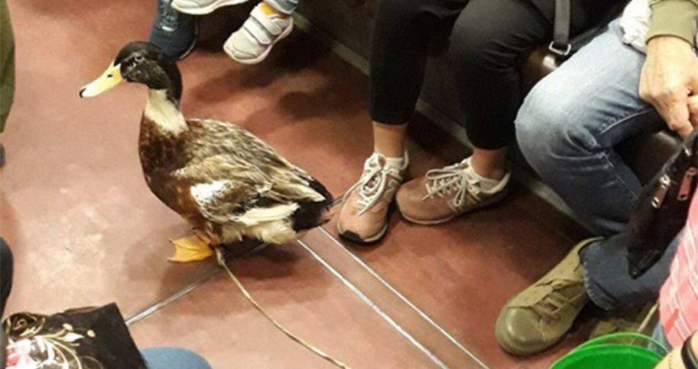 Утка-попрошайка появилась в метро Санкт-Петербурга