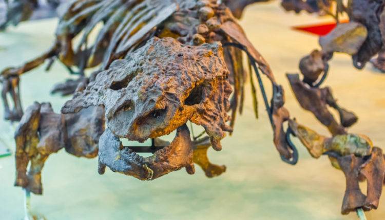 Неизвестную науке ящерицу обнаружили в желудке динозавра
