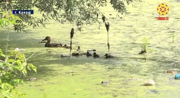 В «мусорное болото» превратилась река, из которой пьют жители Канаша - pg21.ru - Канаш