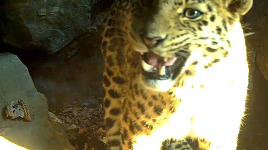 В Приморье сняли на видео неизвестного ученым леопарда