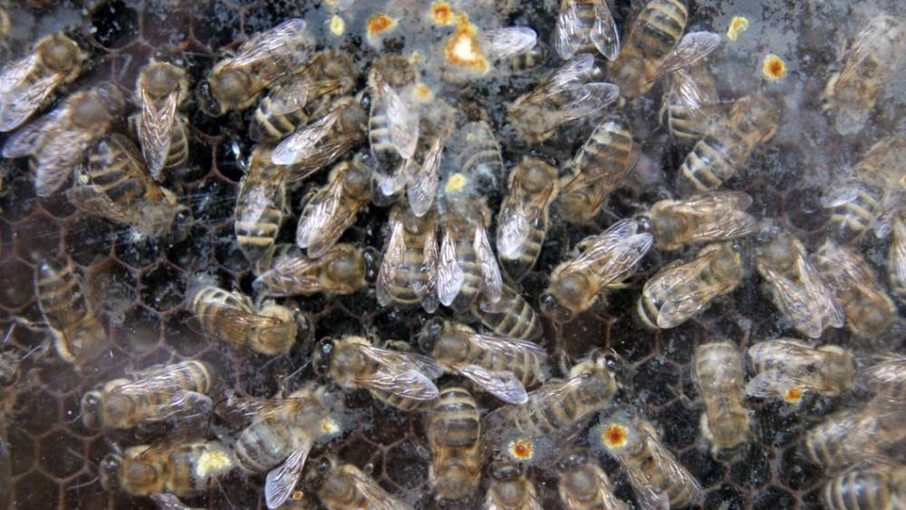 Опасные нитраты: В Россельхознадзоре назвали причину массовой гибели пчел