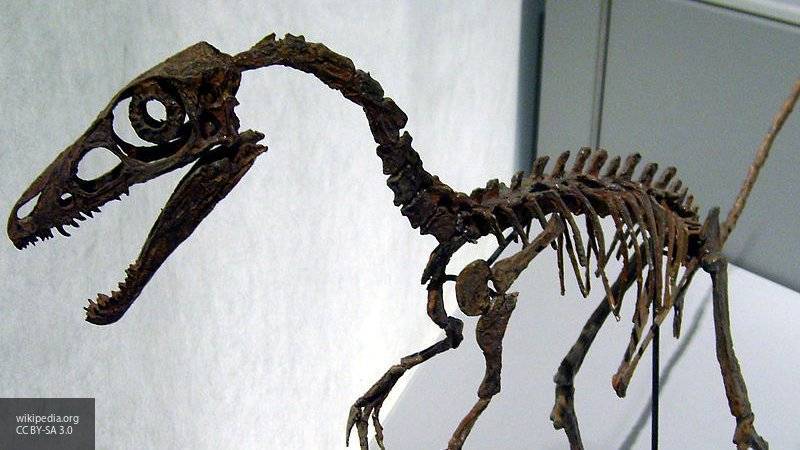 Ученые нашли в окаменевшем динозавре неизвестную науке ящерицу
