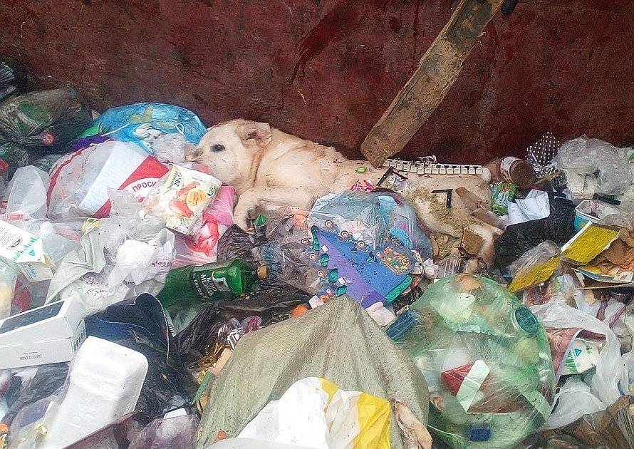 В центре Смоленска в мусорке четвёртый день разлагается мёртвая собака