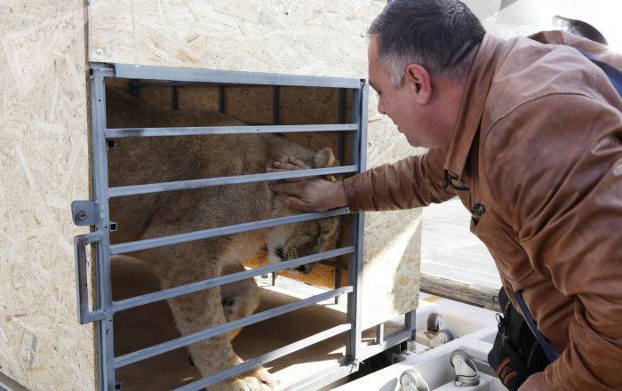 Гектор доверяет только Даллакяну: как ветеринар спасает в Челябинске раненого тигренка