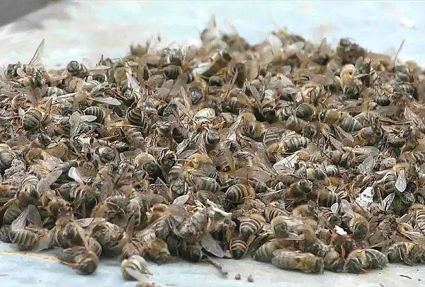 Россельхознадзор рассказал о причинах массовой гибели пчел