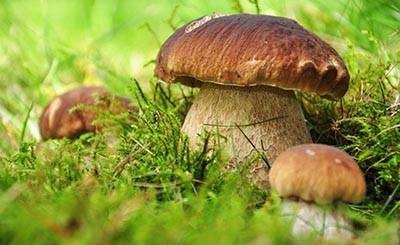 В Баварии открылся первый грибной заповедник | RusVerlag.de