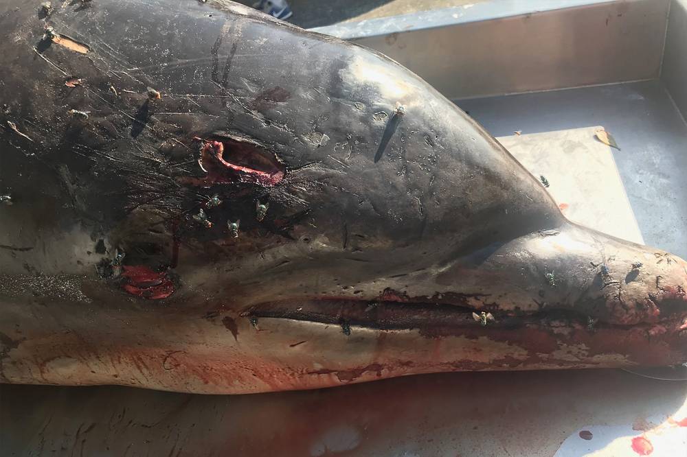 Власти США предложили вознаграждение в $38 тысяч за информацию о напавших на дельфина во Флориде