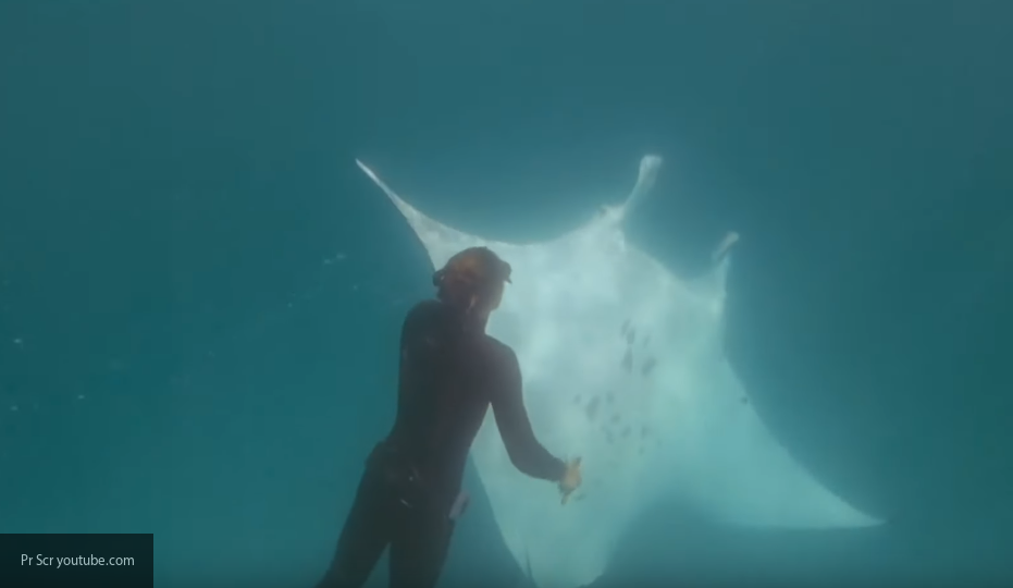 Просивший о помощи гигантский скат был заснят австралийскими дайверами на видео